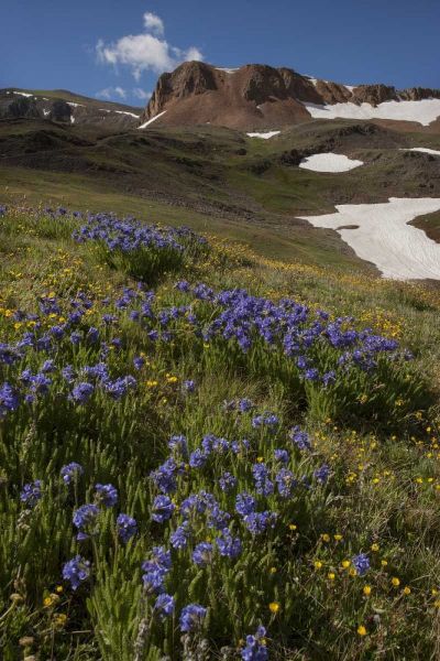 Colorado, San Juan Mts Flowers on Cinnamon Pass